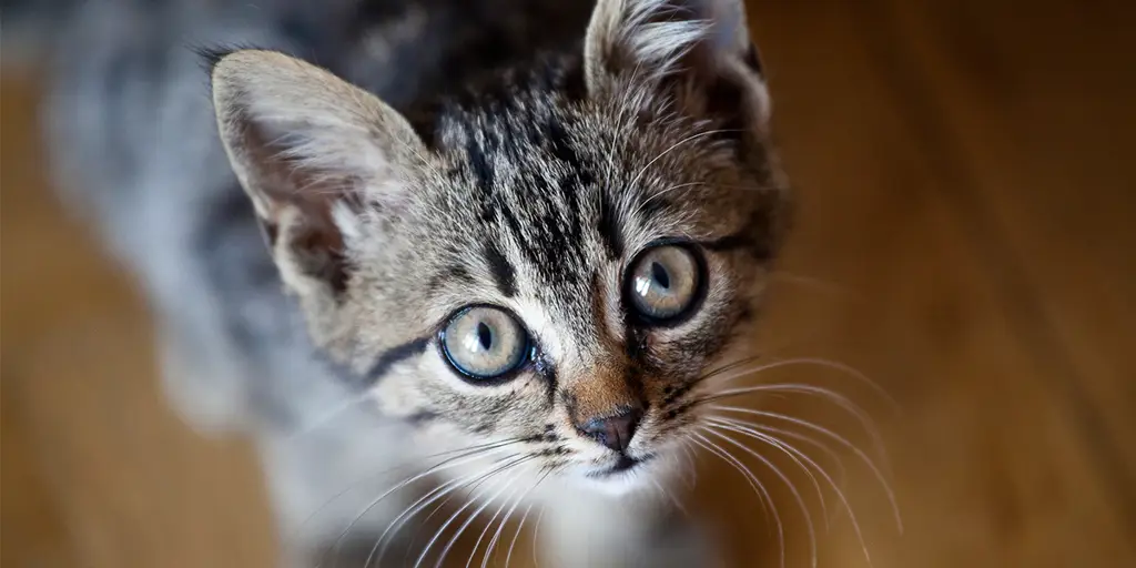 Kucing lucu di klinik hewan