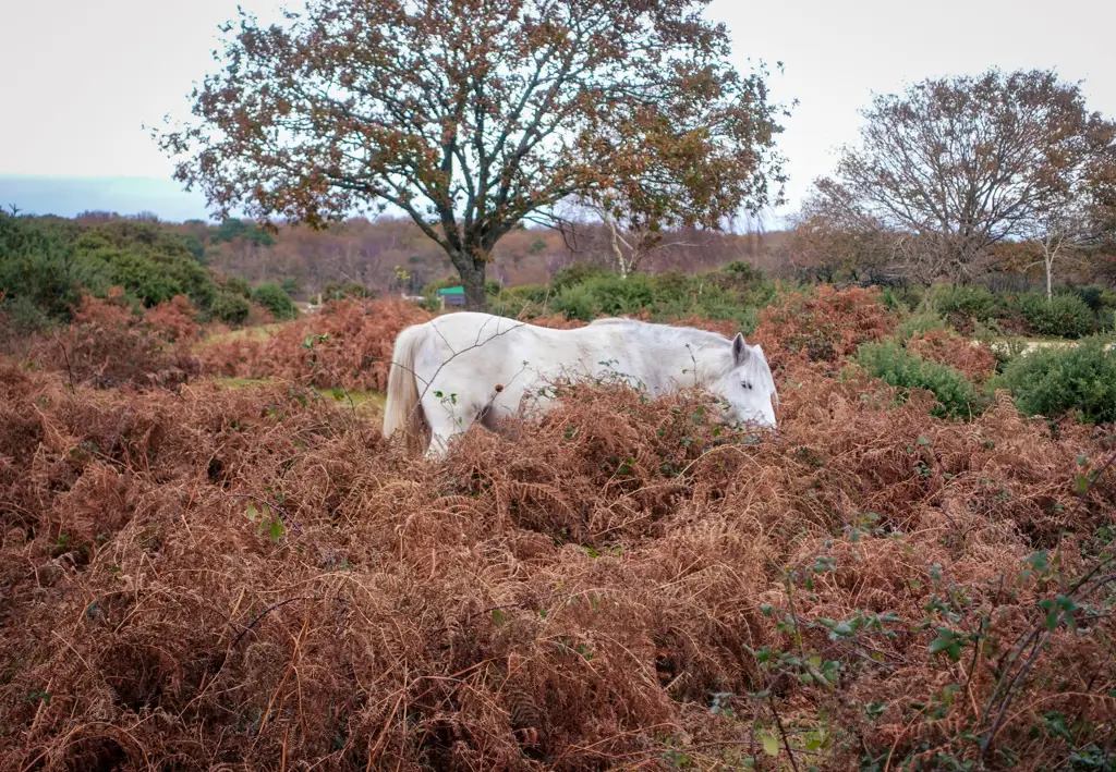 Kuda-kuda New Forest yang sedang merumput di padang rumput