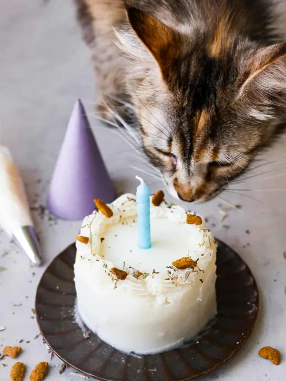 Kue kucing yang lucu dan menggemaskan