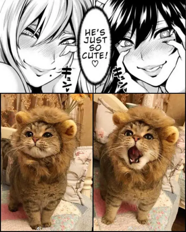 Meme kucing anime yang lucu dan menghibur