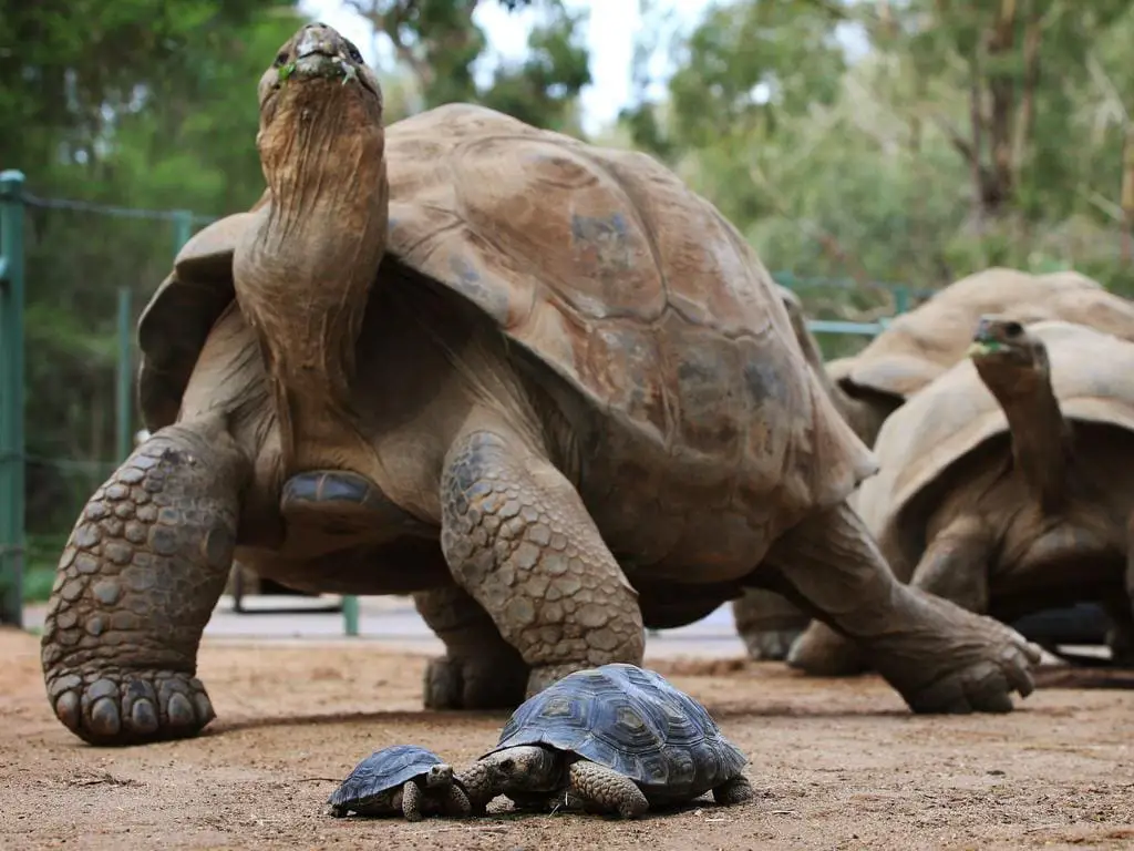 Kura-kura Galapagos yang berusia ratusan tahun