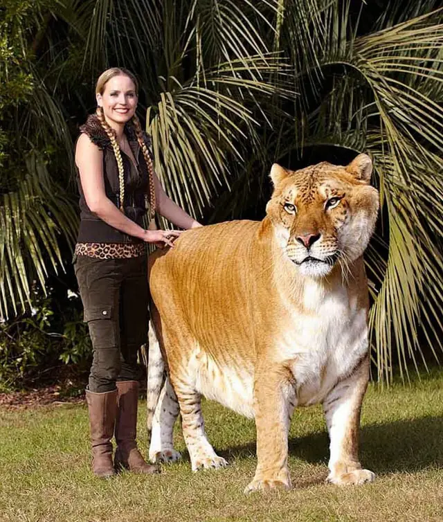 Gambar liger, hasil persilangan singa dan harimau