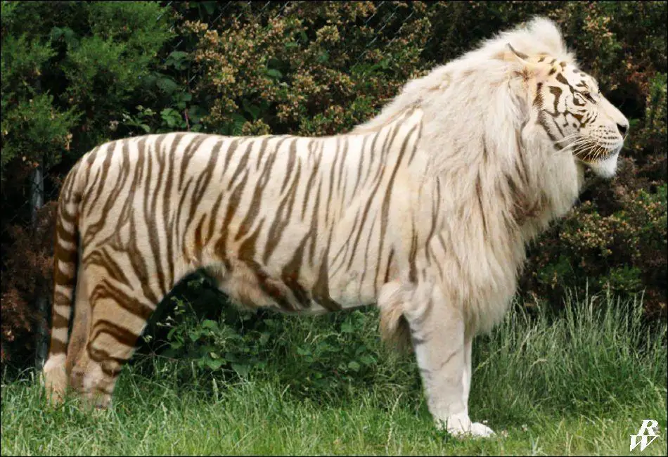 Gambar liger, hasil perkawinan singa dan harimau