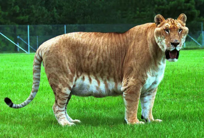 Gambar Liger, hasil persilangan singa dan harimau