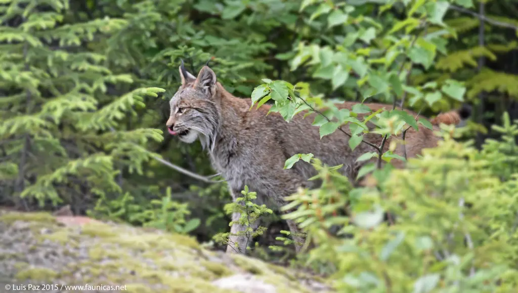 Lynx Kanada di hutan boreal