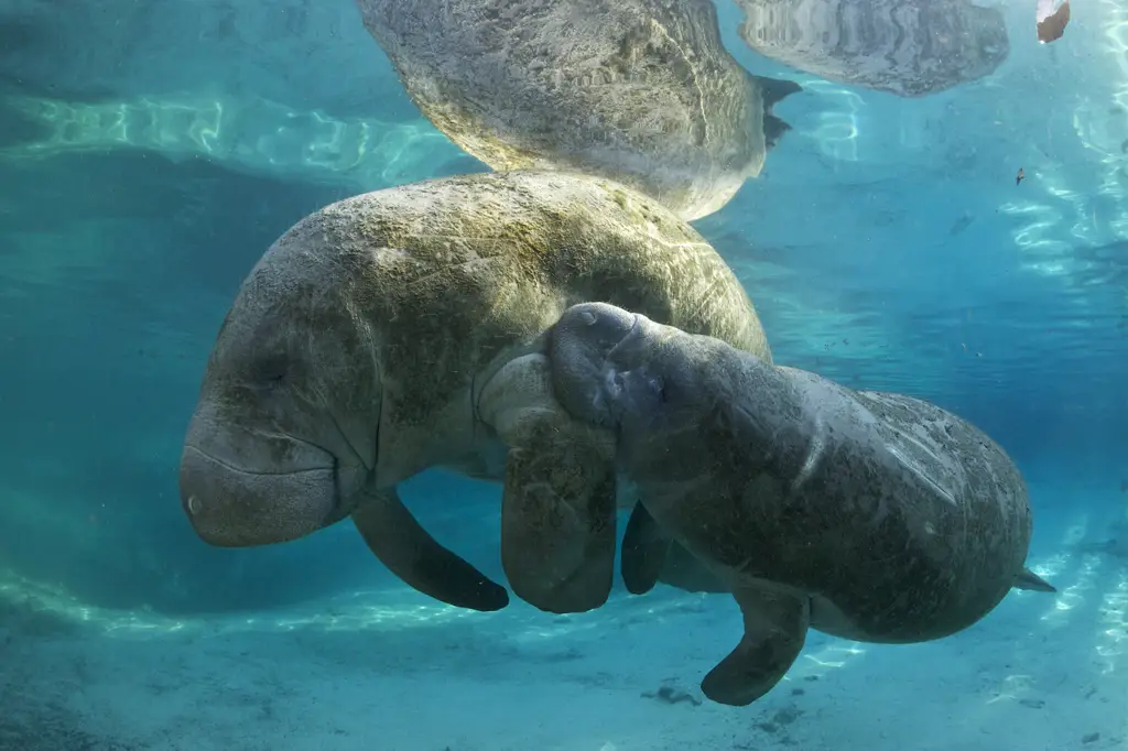 Manati Florida yang sedang berenang di air jernih.