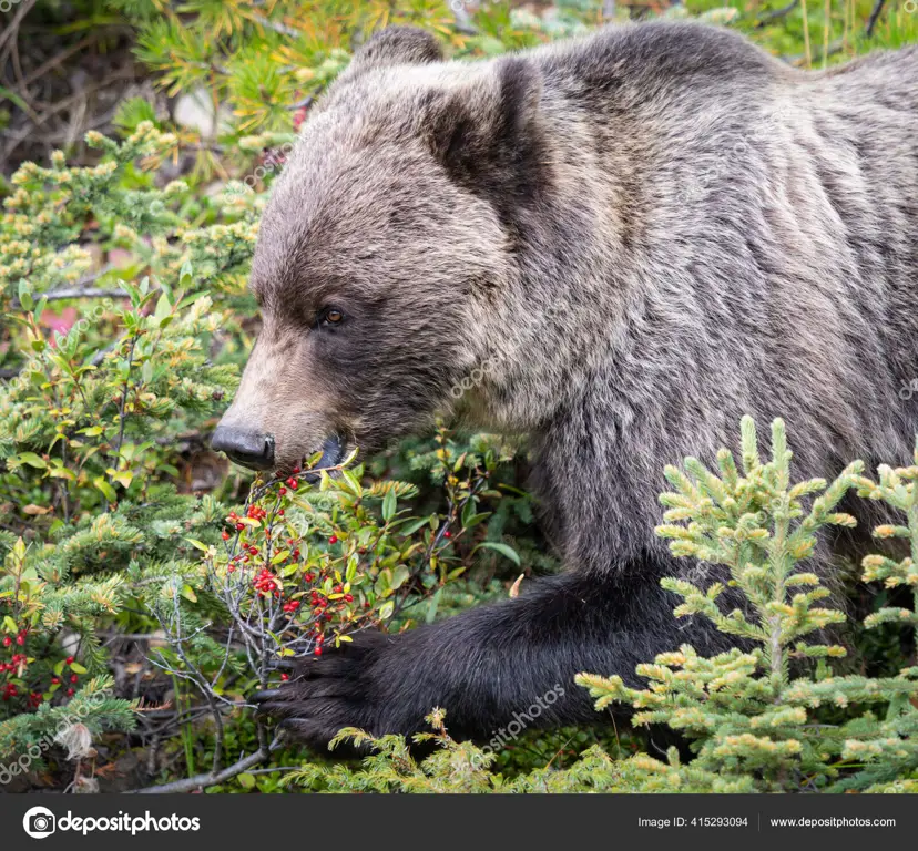 Beruang grizzly di alam liar Kanada