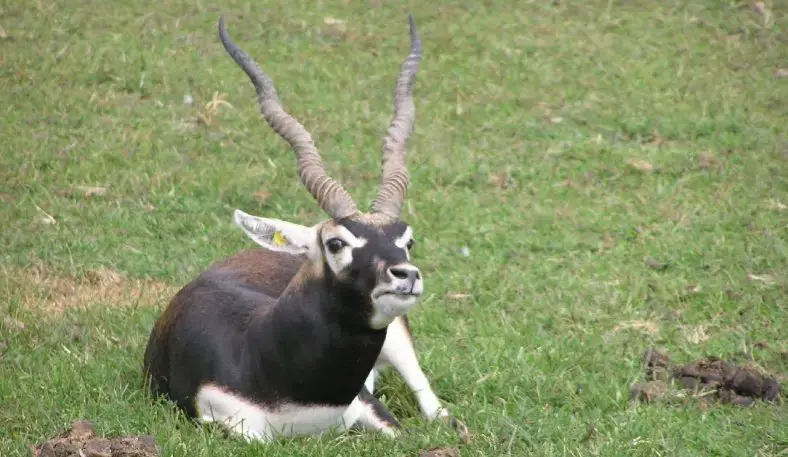 Habitat alami Blackbuck di Andhra Pradesh