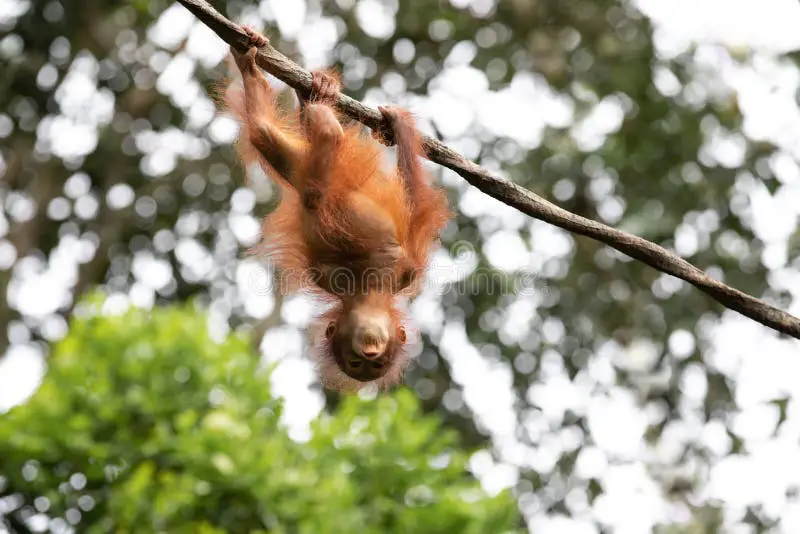 Orangutan di hutan hujan