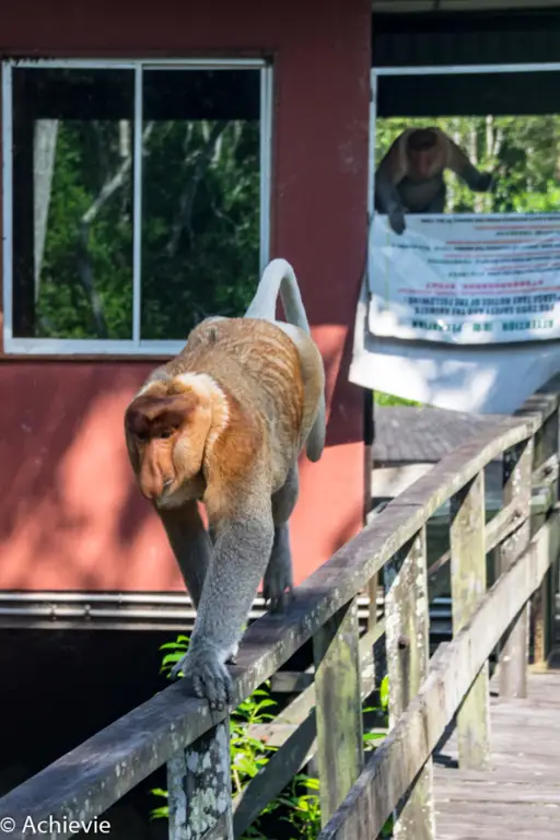 Upaya konservasi satwa liar Kalimantan