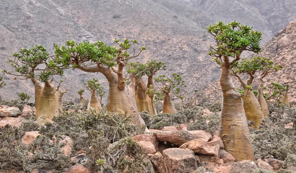 Upaya konservasi di Pulau Socotra