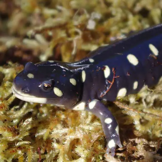 Habitat alami salamander harimau