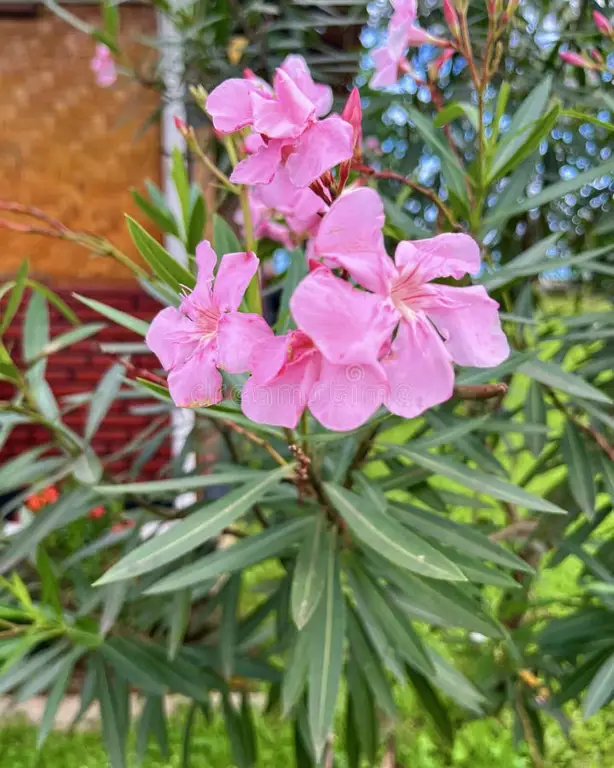 Perbandingan antara Kamboja Plumeria Rubra dan Plumeria Obtusa