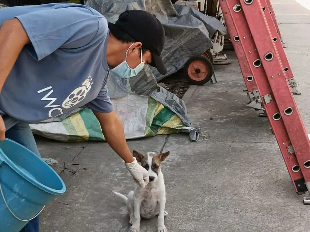 Seorang relawan memberi makan anjing liar.