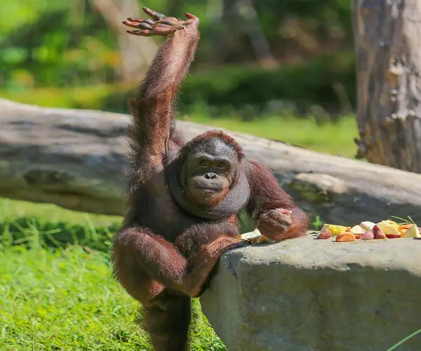 Orangutan diberi makan di Bali Zoo