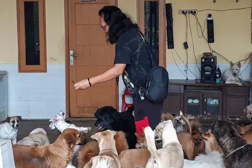 Anjing-anjing terlantar di sebuah shelter di Surabaya