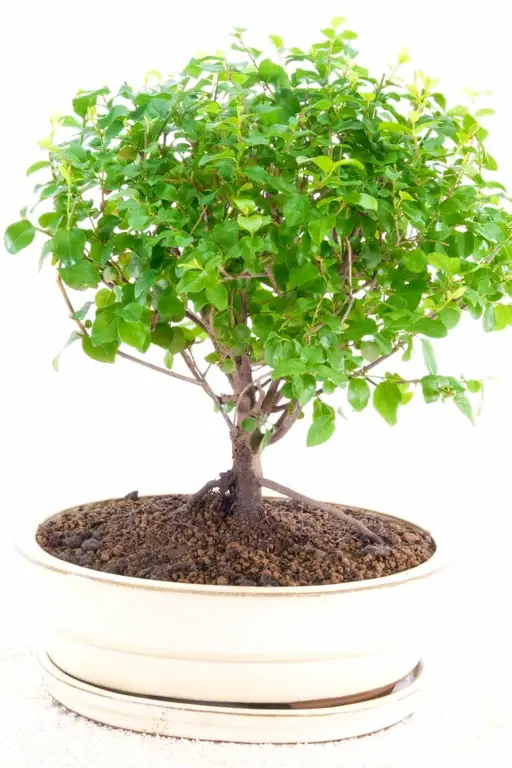 Bibit Bonsai Kamboja yang Sehat