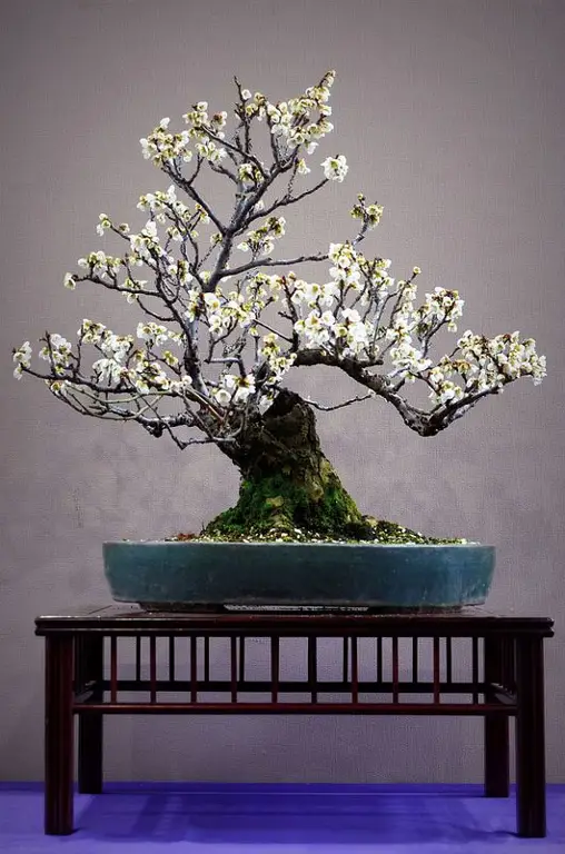 Gaya Bonsai Kamboja yang Menarik