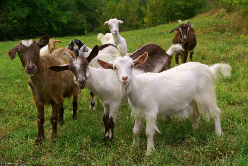 Kambing aqiqah yang sehat dan gemuk