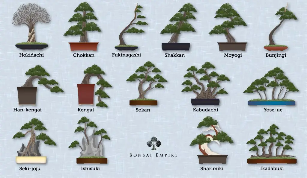 Berbagai gaya pot untuk Kamboja Bonsai