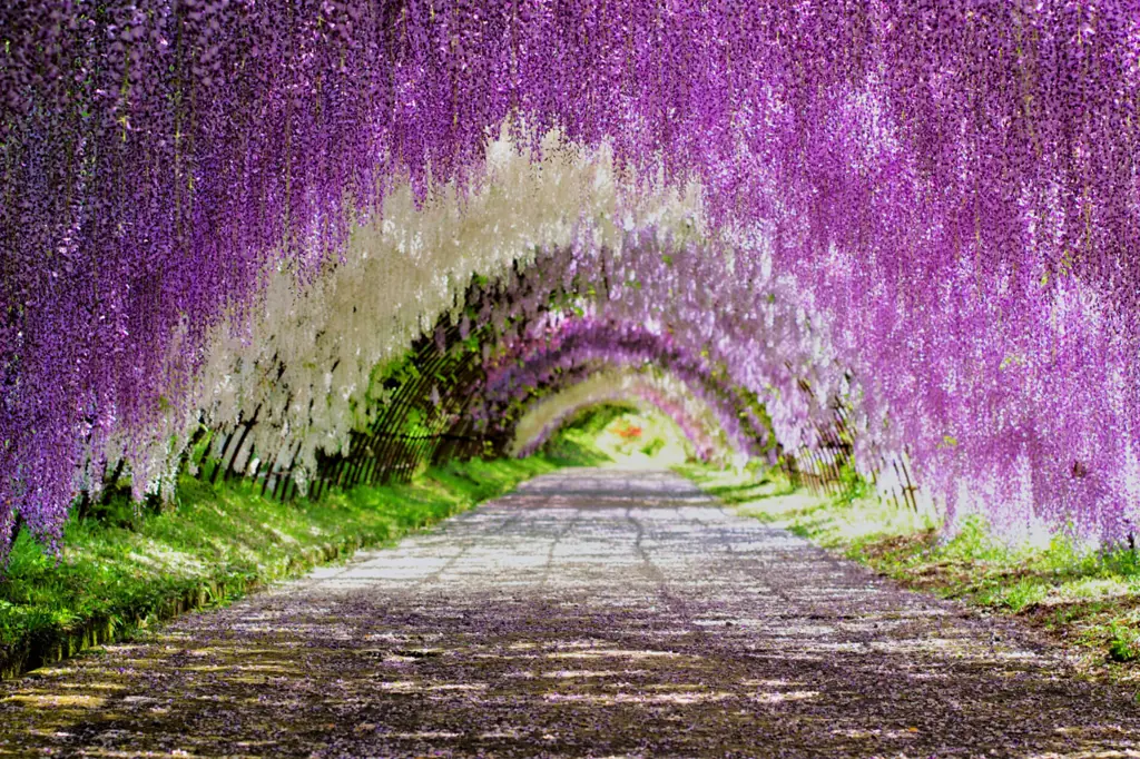 Teralis Wisteria di Indonesia