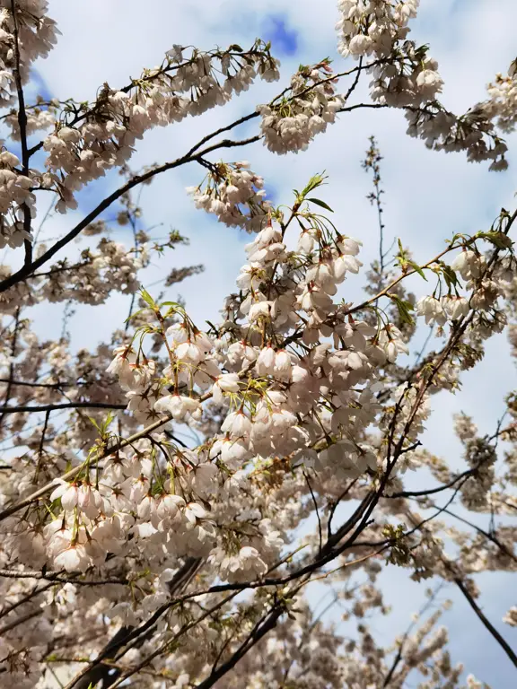 Penelitian tentang Bunga Sakura