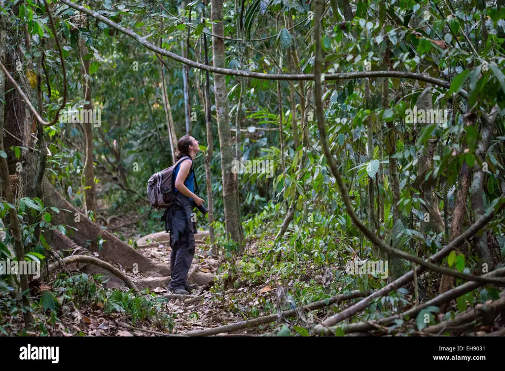 Seorang wanita mendaki di hutan rimba