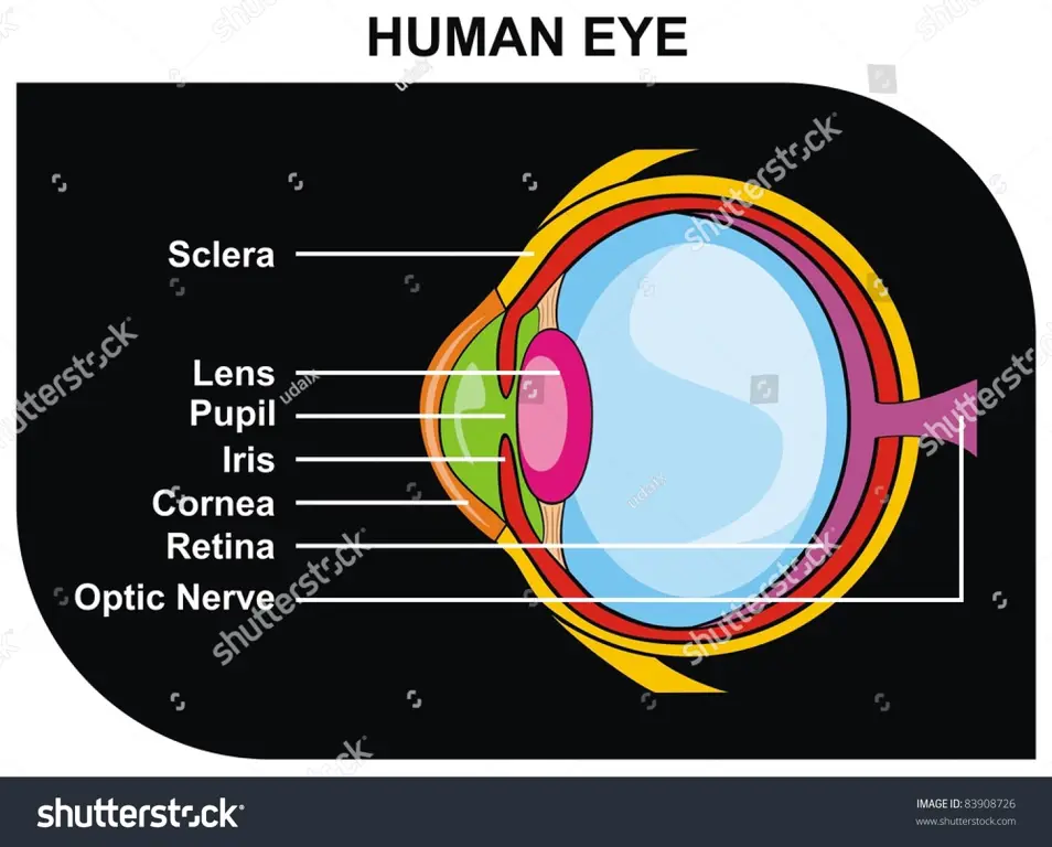 Ilustrasi pupil mata manusia