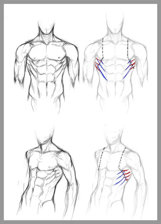 Tutorial menggambar otot dalam anime