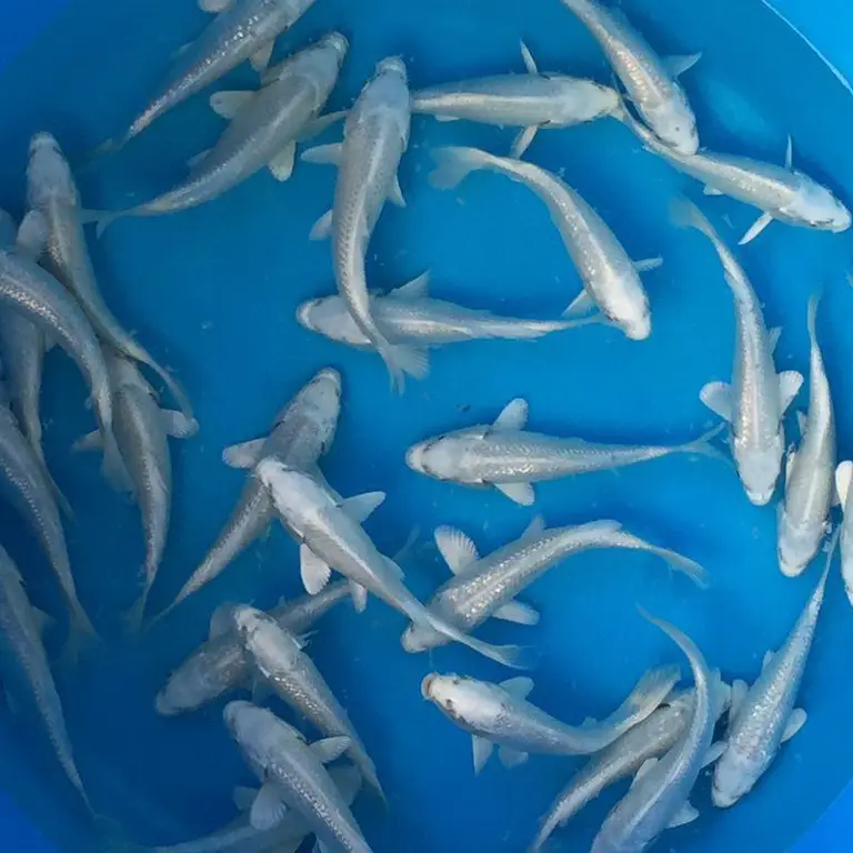 Ikan Koi Platinum di dalam akuarium