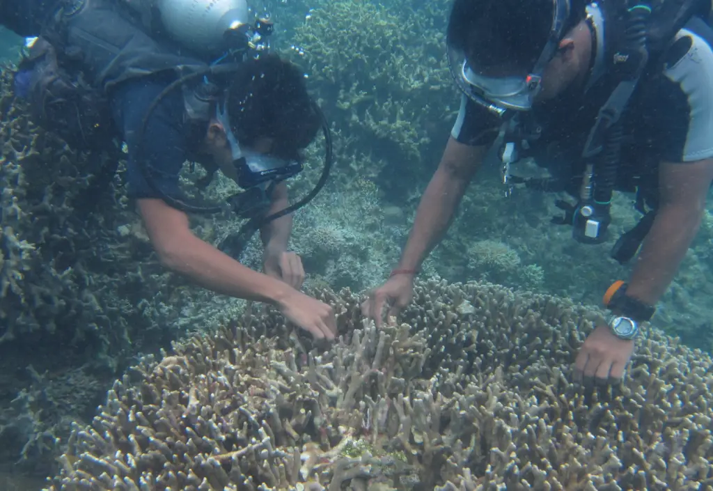 Upaya konservasi terumbu karang