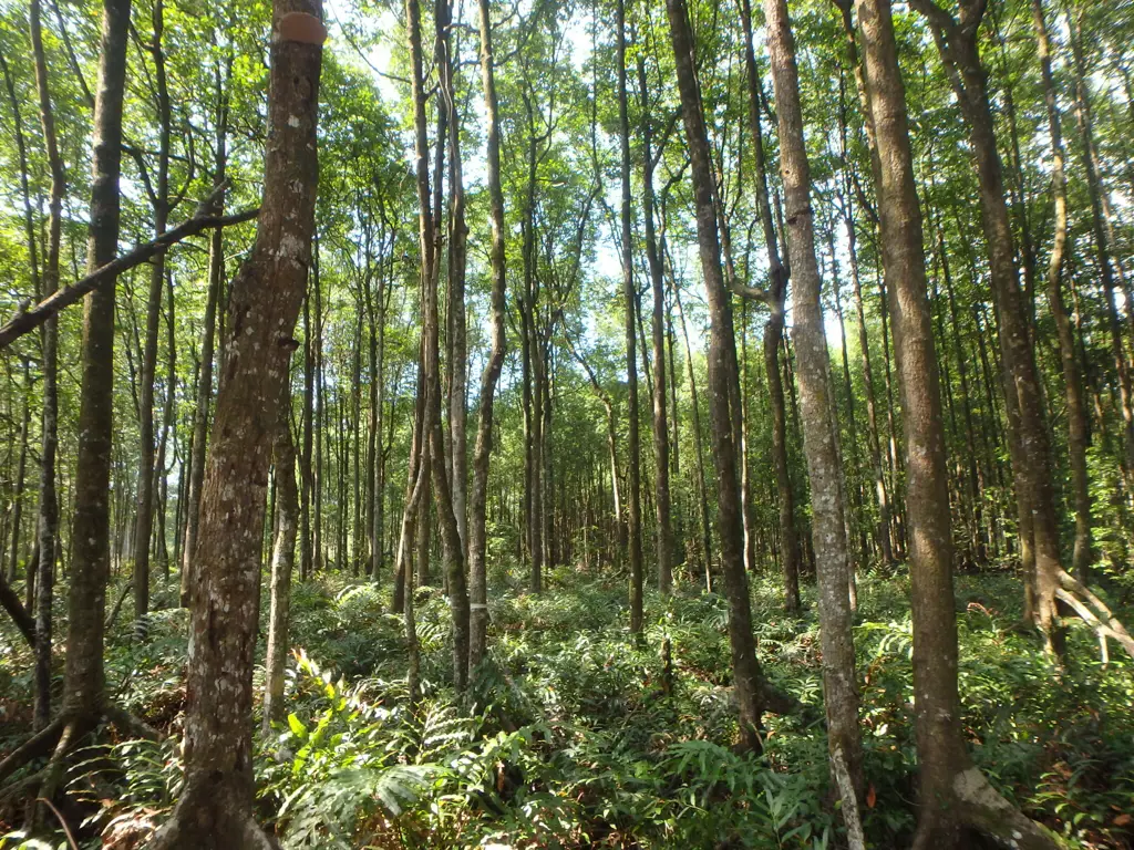 Hutan bakau di Bandar Penawar