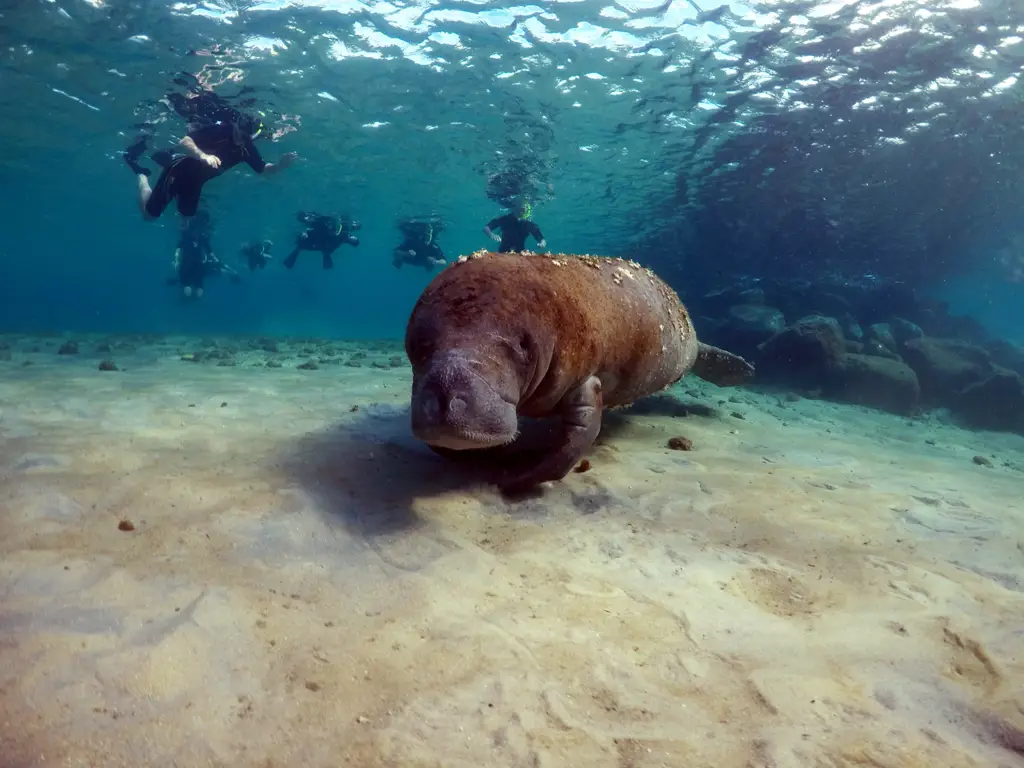 Aktivitas snorkeling di pantai Balam