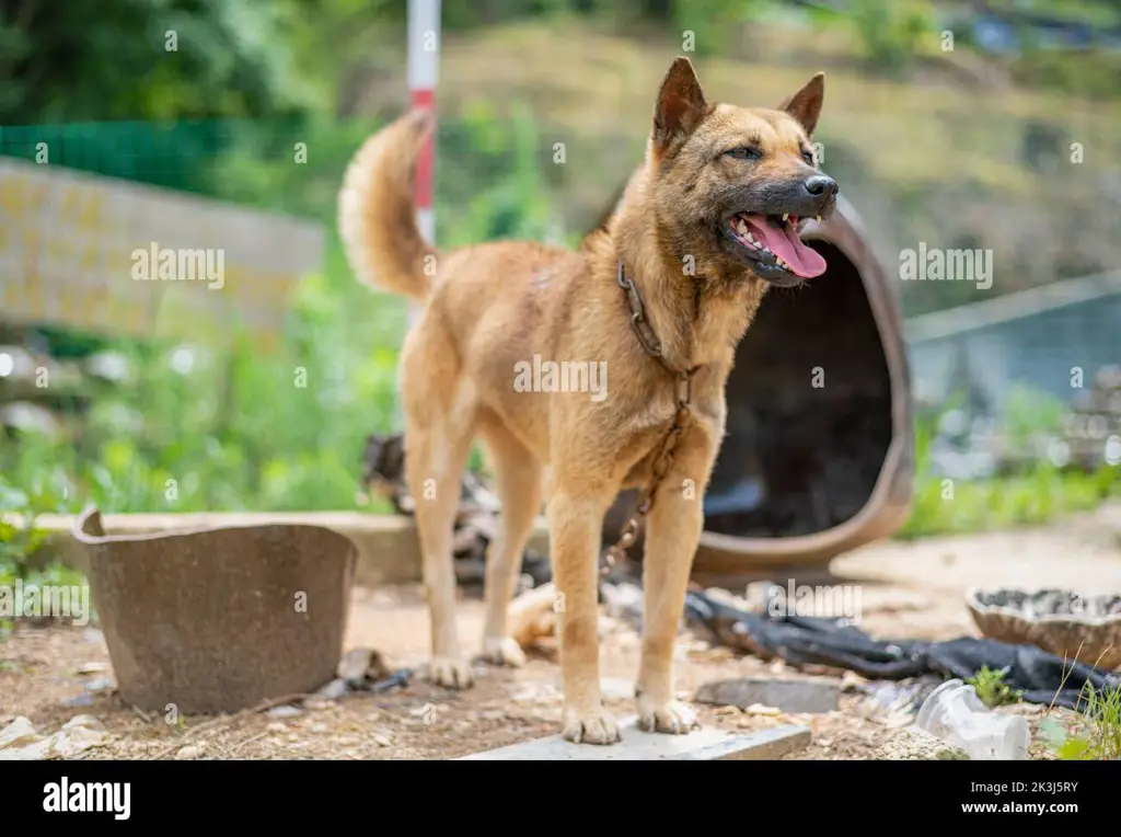 Anjing gembala Tiongkok sedang dirawat