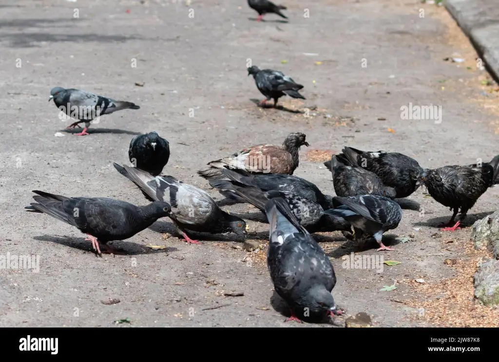 Merpati kota sedang mencari makan