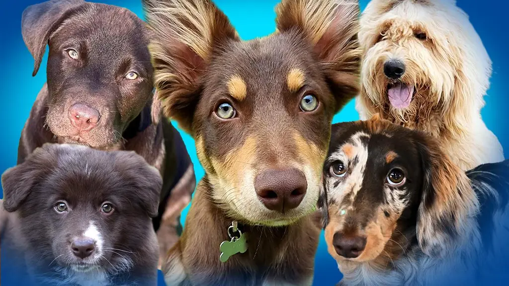 Kompetisi anjing; beberapa anjing tampak menang dan beberapa tampak kalah