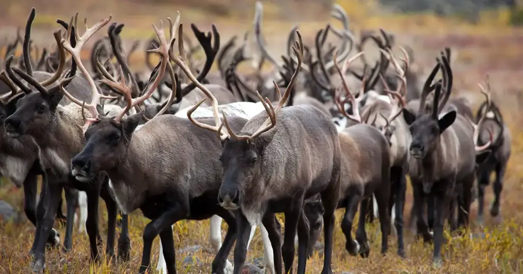 Gambar migrasi caribou di tundra Alaska