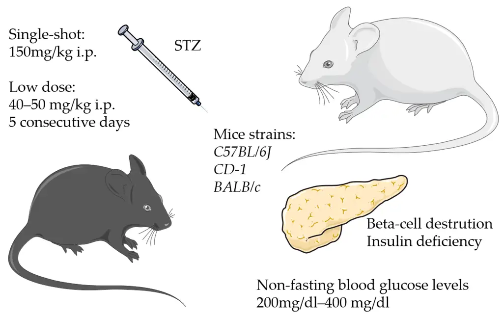 Model hewan tikus untuk penelitian diabetes