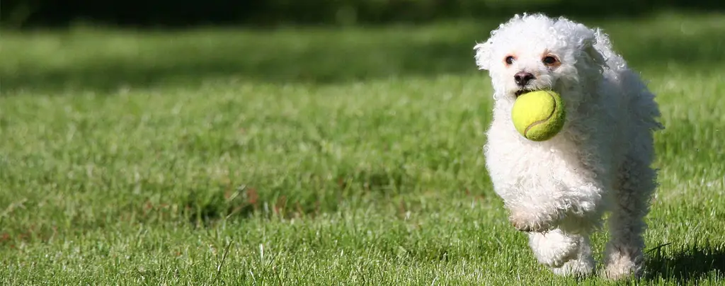 Anjing lucu sedang bermain ambil bola