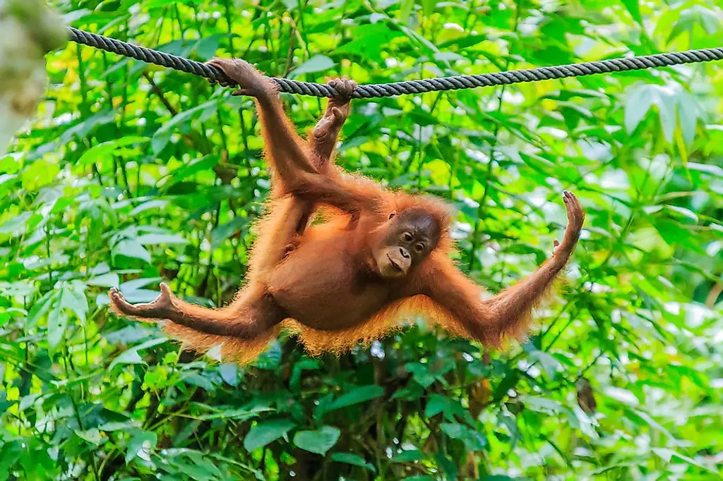 Bayi orangutan bermain dengan ibunya