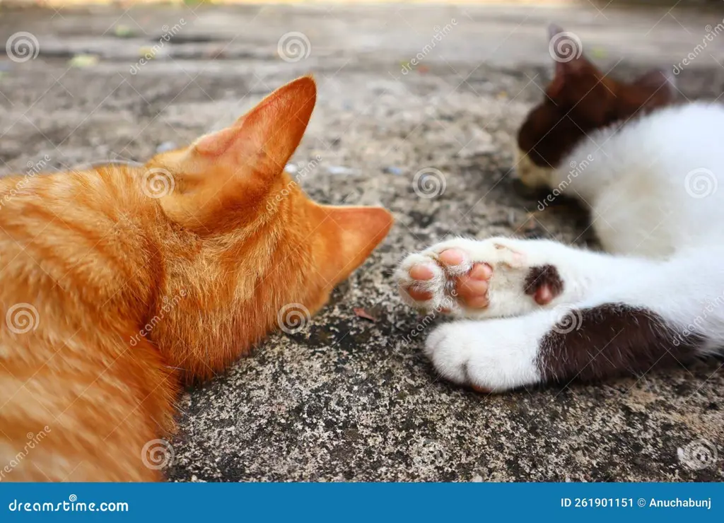 Kucing yang sedang bermain-main dengan gembira