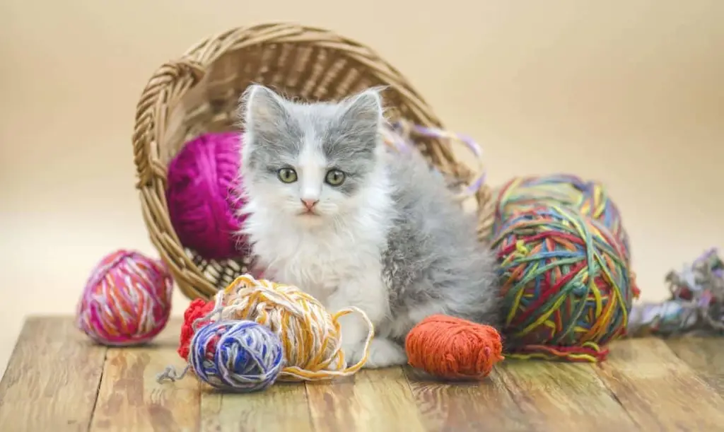 Kucing bermain benang dengan gembira