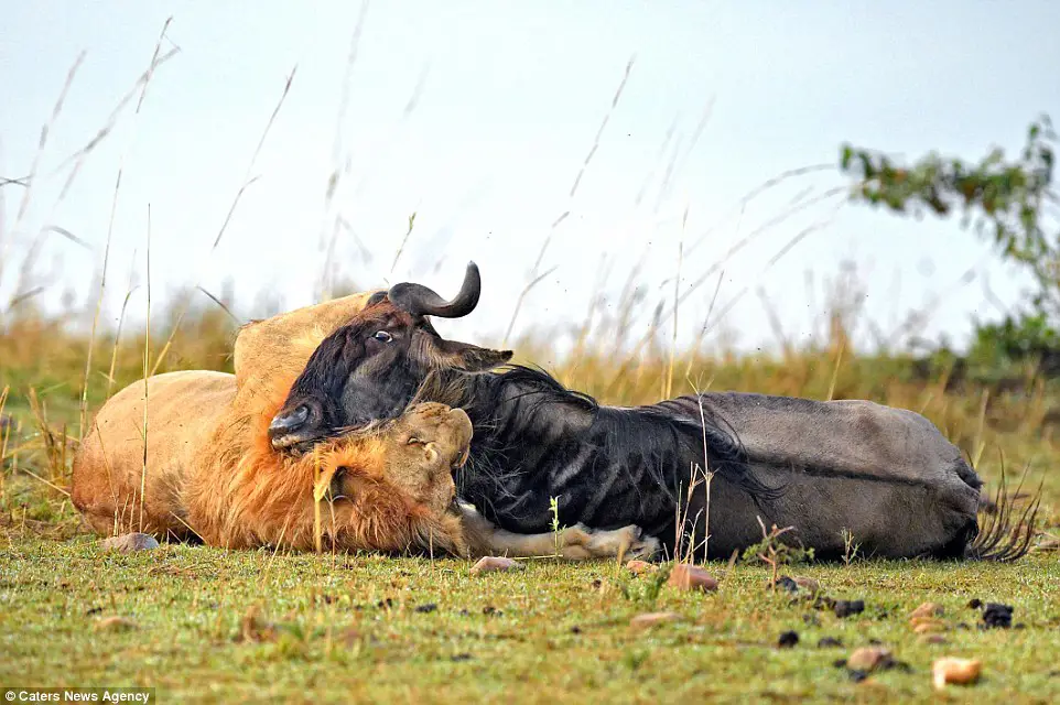 Singa menyerang wildebeest