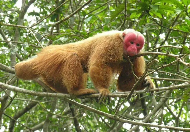 Monyet Uakari