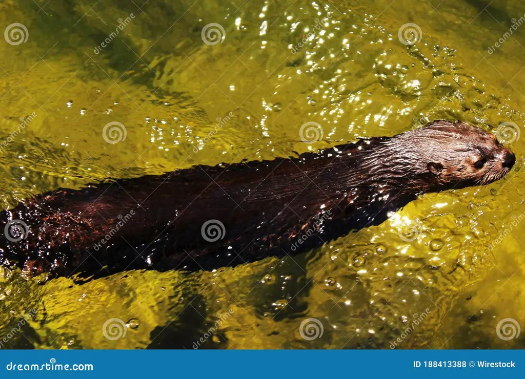 Seekor musang mink bermain di air