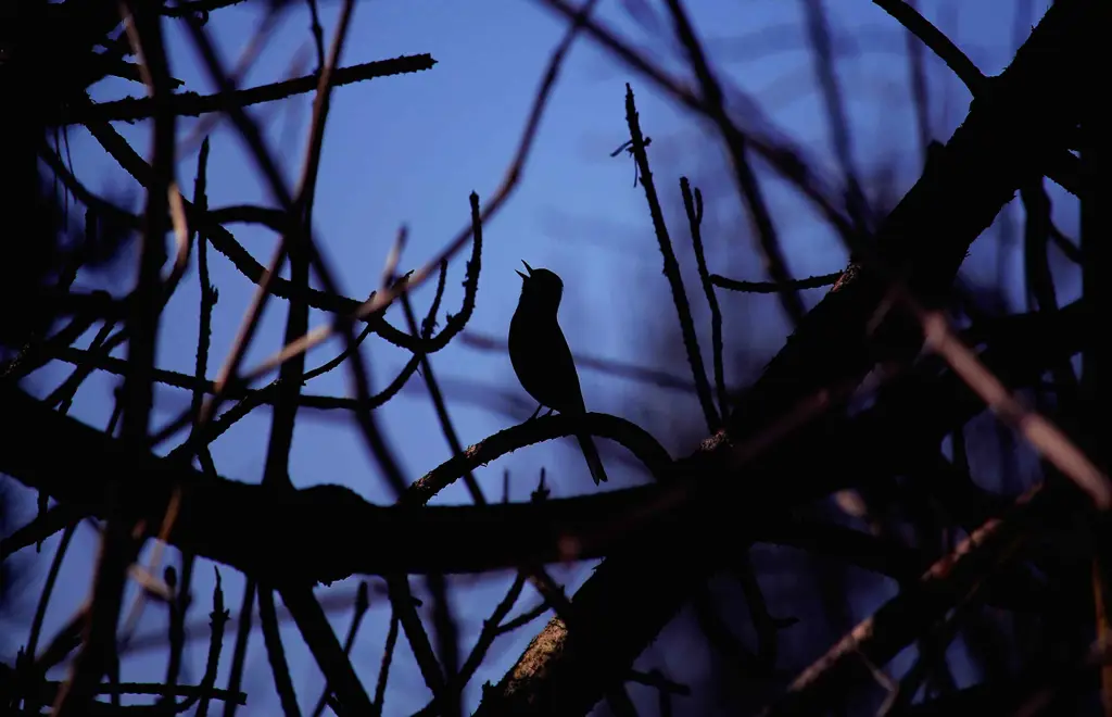 Burung berkicau