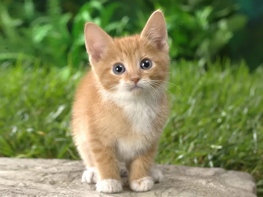 Kucing kecil yang lucu