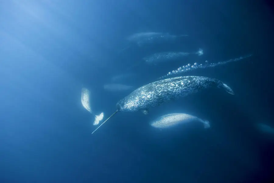 Sekelompok Narwhal berenang di laut