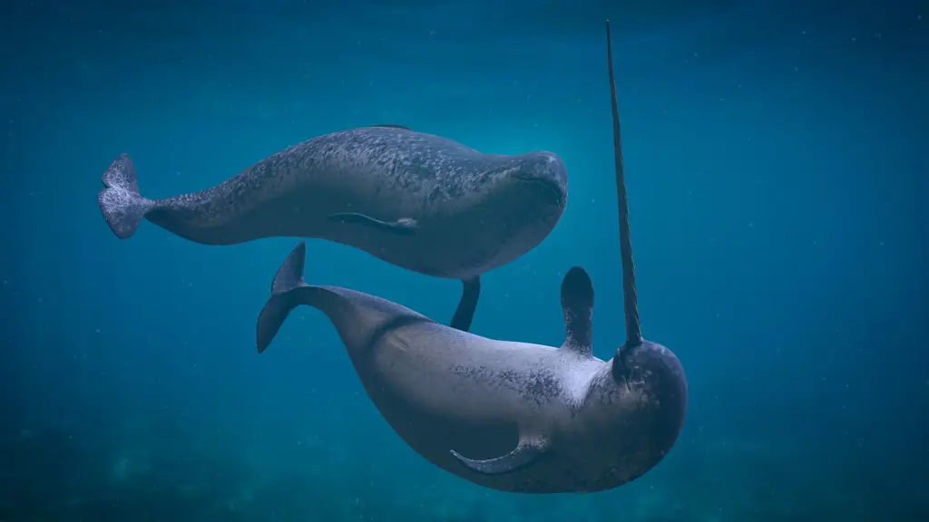 Narwhal, paus bertanduk unik