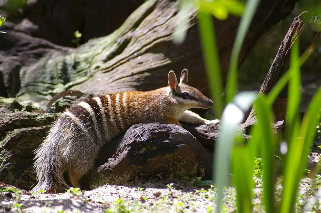 Numbat, hewan berkantung unik